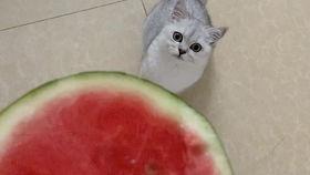 吃瓜视频儿童节,童趣盎然，快乐无限