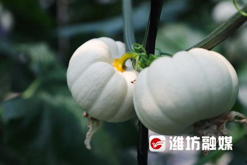 扇巴掌的视频吃瓜潍坊,吃瓜群众围观“吃瓜潍坊”