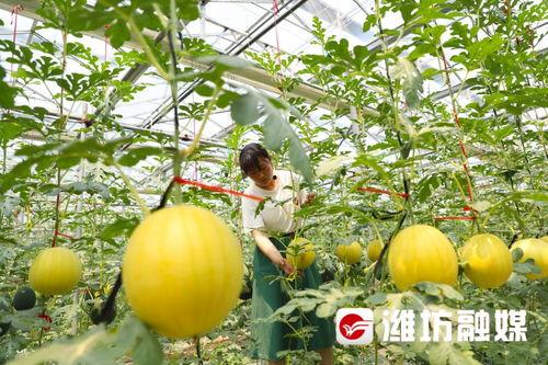 扇巴掌的视频吃瓜潍坊,吃瓜群众围观“吃瓜潍坊”