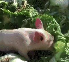 吃瓜猪拱白菜的视频,一场吃瓜群众的狂欢盛宴