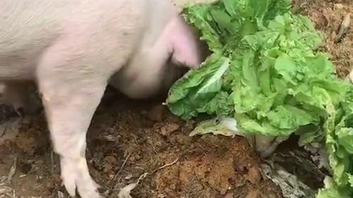 吃瓜猪拱白菜的视频,一场吃瓜群众的狂欢盛宴