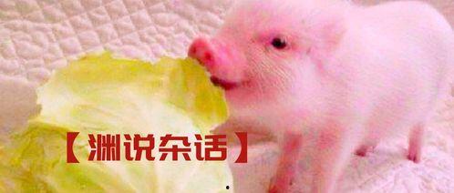 吃瓜猪拱白菜的视频,一场吃瓜群众的狂欢盛宴