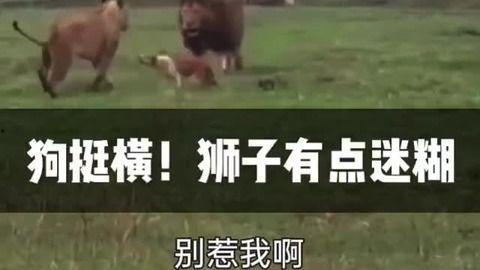 老猪吃瓜配音片段视频,笑料横生配音片段大盘点