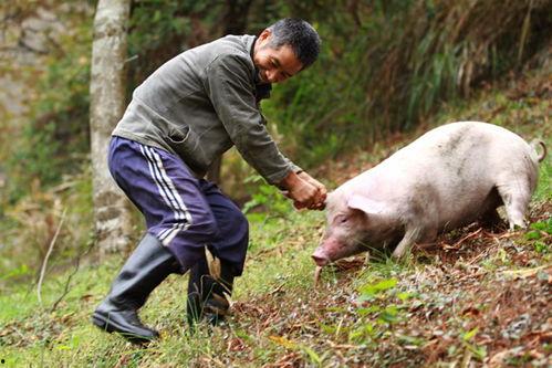 老猪吃瓜配音片段视频,笑料横生配音片段大盘点