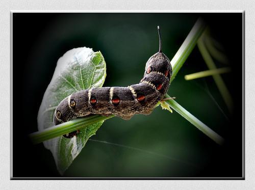 什么瓜没虫吃还能吃呢视频,揭秘无虫害瓜果的奥秘