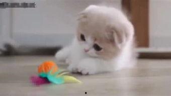 胖达吃瓜视频在线观看