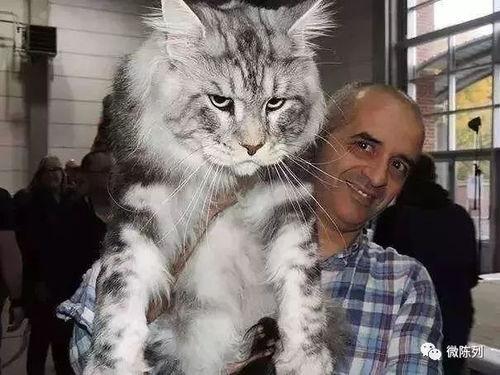 大型猫咪吃瓜视频大全集,大型猫咪吃瓜视频大全集精彩回顾