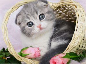 大型猫咪吃瓜视频大全集,大型猫咪吃瓜视频大全集精彩回顾