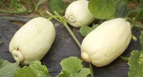 吃土瓜的小视频怎么做的,轻松学会美味土瓜制作技巧